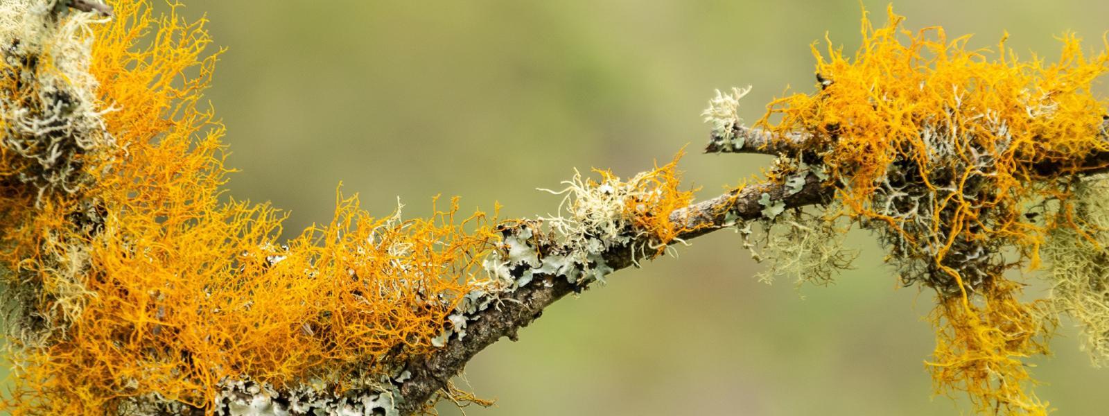 Twig-yellow-orange-lichen