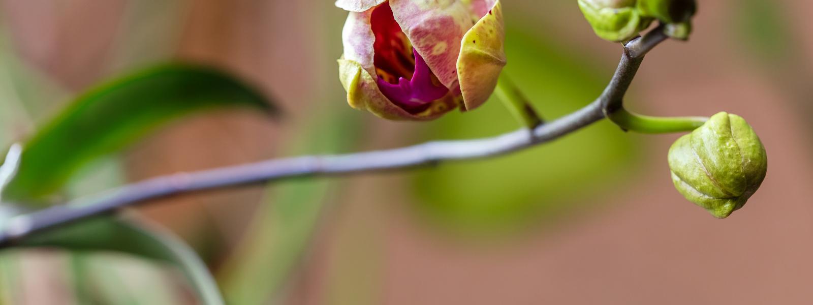 budding plant - macro shot - background out of focus