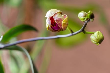 budding plant - macro shot - background out of focus