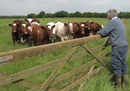 man standing at gate looking at brown and white cows in green field