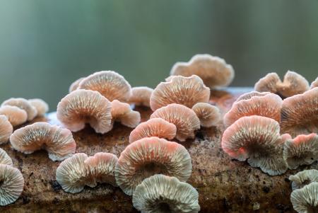 pink white fungi growing on a log
