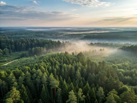natural landscape - clouds and trees