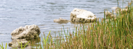 lake rewilding picture