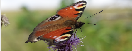 red spotted butterfly on thistle flower
