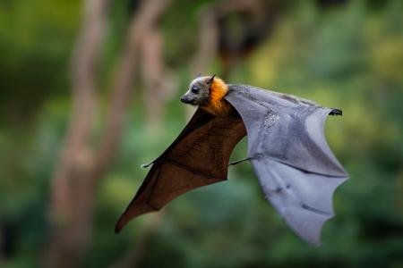 Fruit bat flying