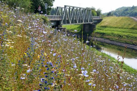 A colourful wildflower meadow on a river bank, there is a metal bridge over the river, the far bank comprises grass.