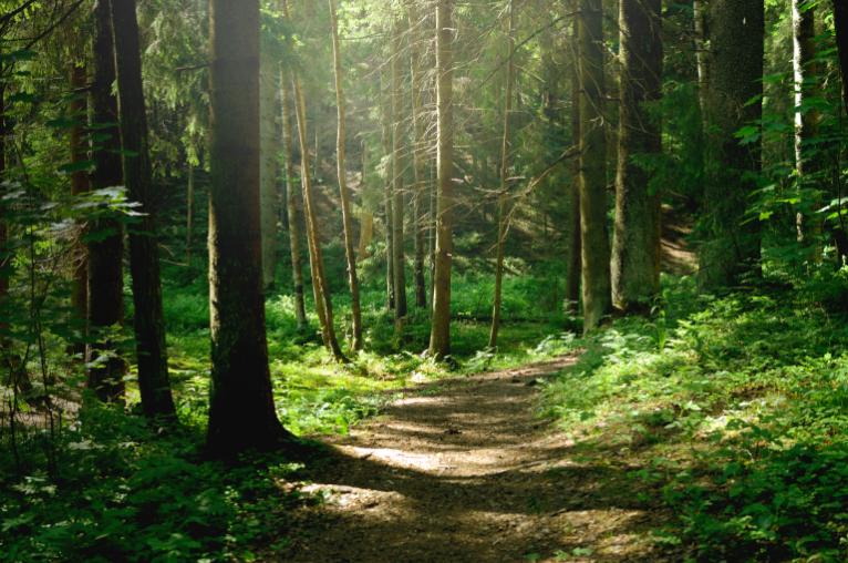 Sunny forest