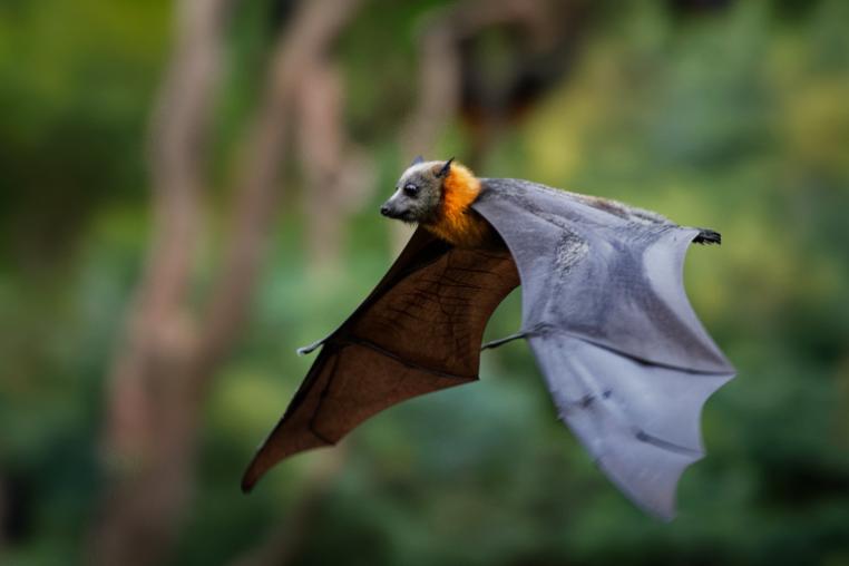Fruit bat flying
