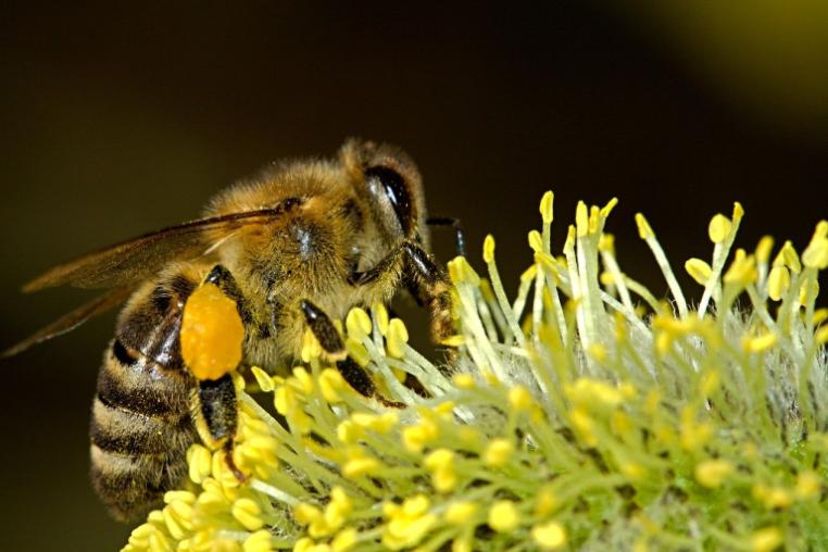 bee on flower