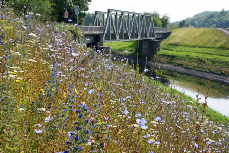 A colourful wildflower meadow on a river bank, there is a metal bridge over the river, the far bank comprises grass.